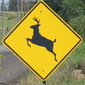 At the Deer Sign
